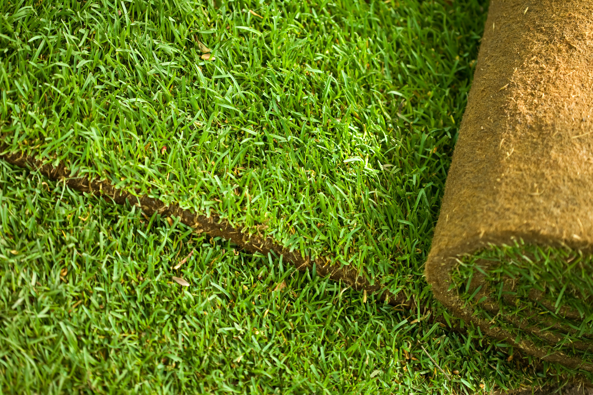 Green turf grass roll closeup and background;