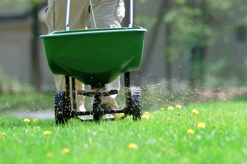 Spreading fertilizer and weed killer on the lawn.