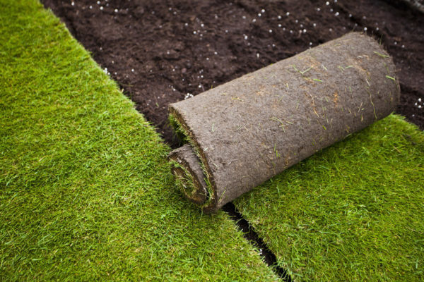 Rolled grass turf in formal garden