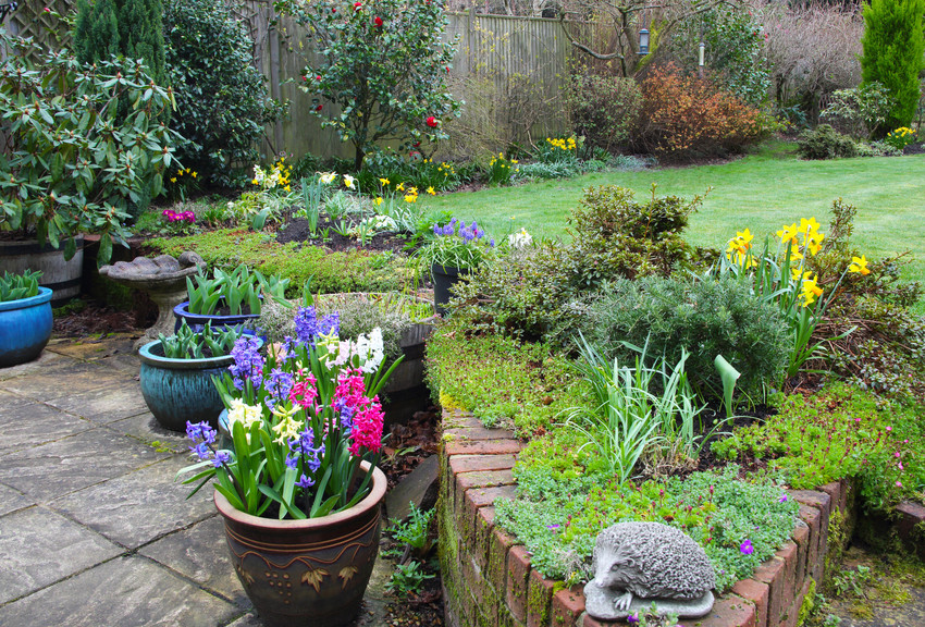 Domestic garden in early spring with daffodils in flower border and potio pots of hyacinth flowers, a camellia bush flowers against a fence in the background, Haslemere, Surrey, England, UK.