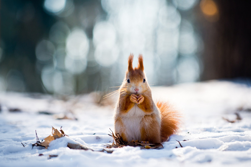 Cute red squirrel eats a nut in winter scene with nice blurred forest in the background