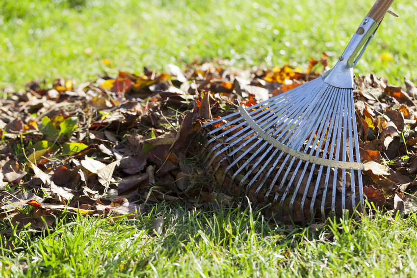 Collecting leaves with rake