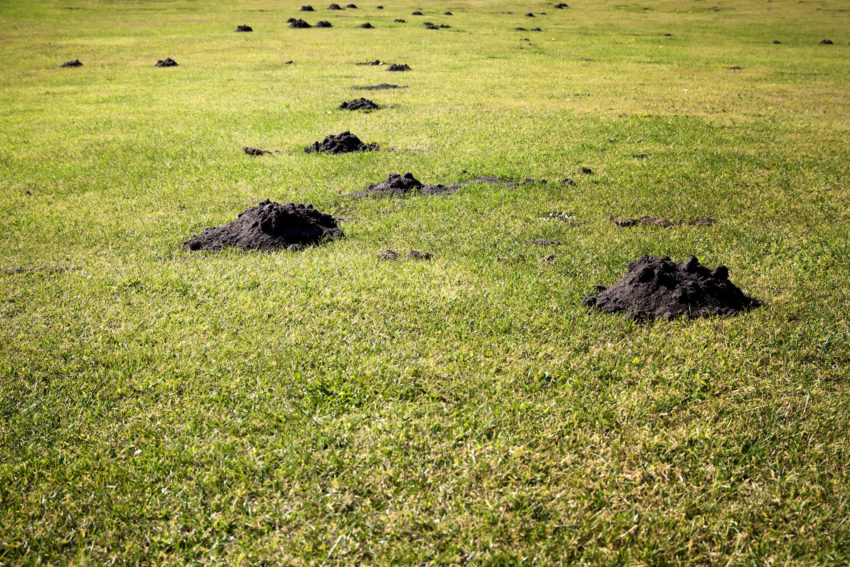 Mole hills 'en masse' - the bane of the lawn owner's or green keeper's life!