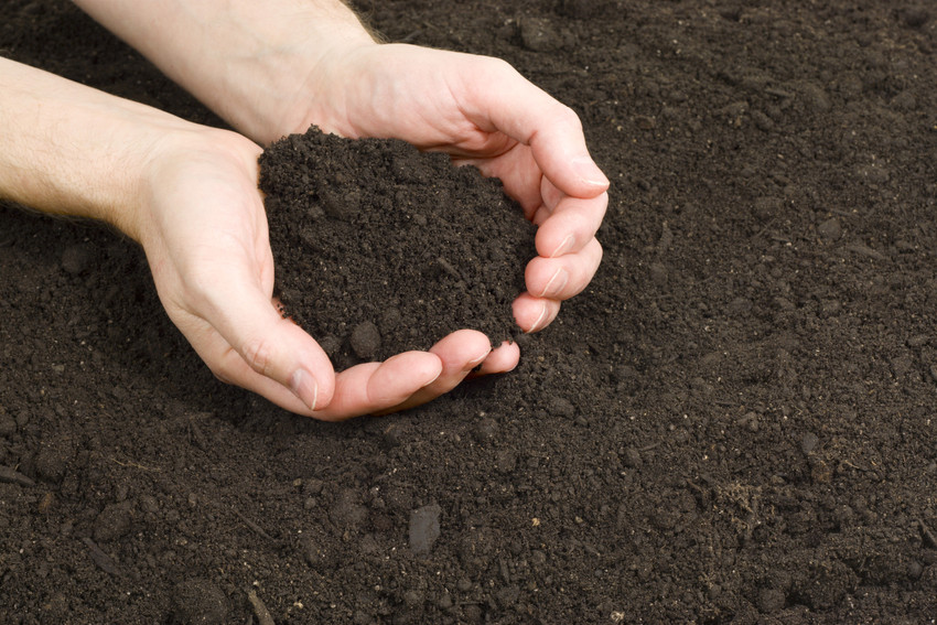 Hands holding dirt in the garden.