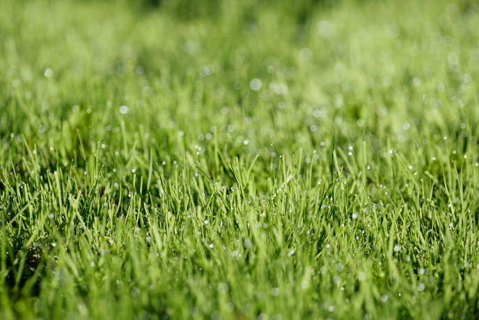 Close up of a lawn