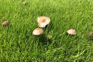 Pests - mushrooms